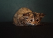 开云官网-冰与火的另一种定义，当吉林虎啸震碎斯台普斯穹顶