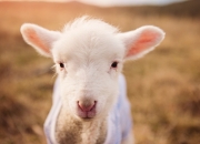 开云下载-黄蜂战雄鹿？不，今晚的聚光灯只属于库里这堂进攻艺术大师课