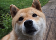 开云体育登录-孤节成神，当浓眉在季后赛的夜晚，让对手的所有战术板化为灰烬