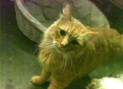 开云体育平台APP-赛后评分拉满！阿拉巴一己之力撕碎比利时防线，莱比锡红牛战术完胜引热议