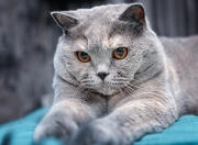 开云体育平台APP-当未来对决未来，爱德华兹用冠军级表现强行接管比赛