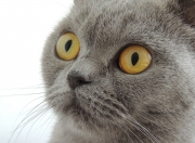 开云平台-绿衫军铁蹄踏破天山雪豹防线，哈利伯顿导演完美攻防压制