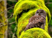 开云体育app-梦幻对决，新疆队一波流带走公牛，库里末节封神当选关键先生