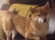 开云体育在线-年度焦点之战，上海队加时险胜雄鹿，书写篮球新篇章