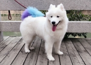 开云sport-窒息统治！恩比德单节15分超爵士全队，猛龙击碎高原不败神话