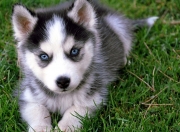 开云-欧冠决赛之夜，当禁区化身丛林，小贾伦式的统治正在上演