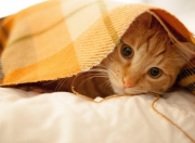 开云体育中国-淬火鹰翼，收割绿军，马克西关键回合淬炼大心脏