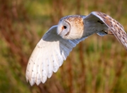 开云体育登录-破壁之战，广东力克鹈鹕，改写世界俱乐部排名格局