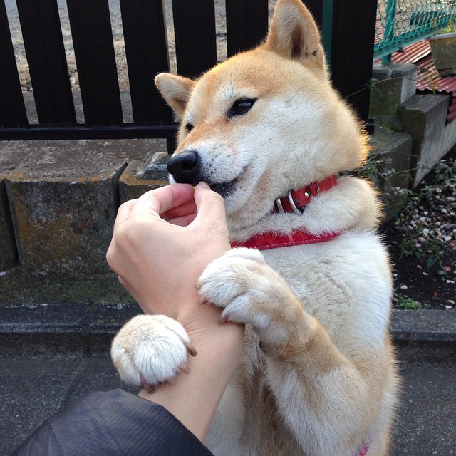 托尼战术铸就胜利,伊拉克连击终结悬念