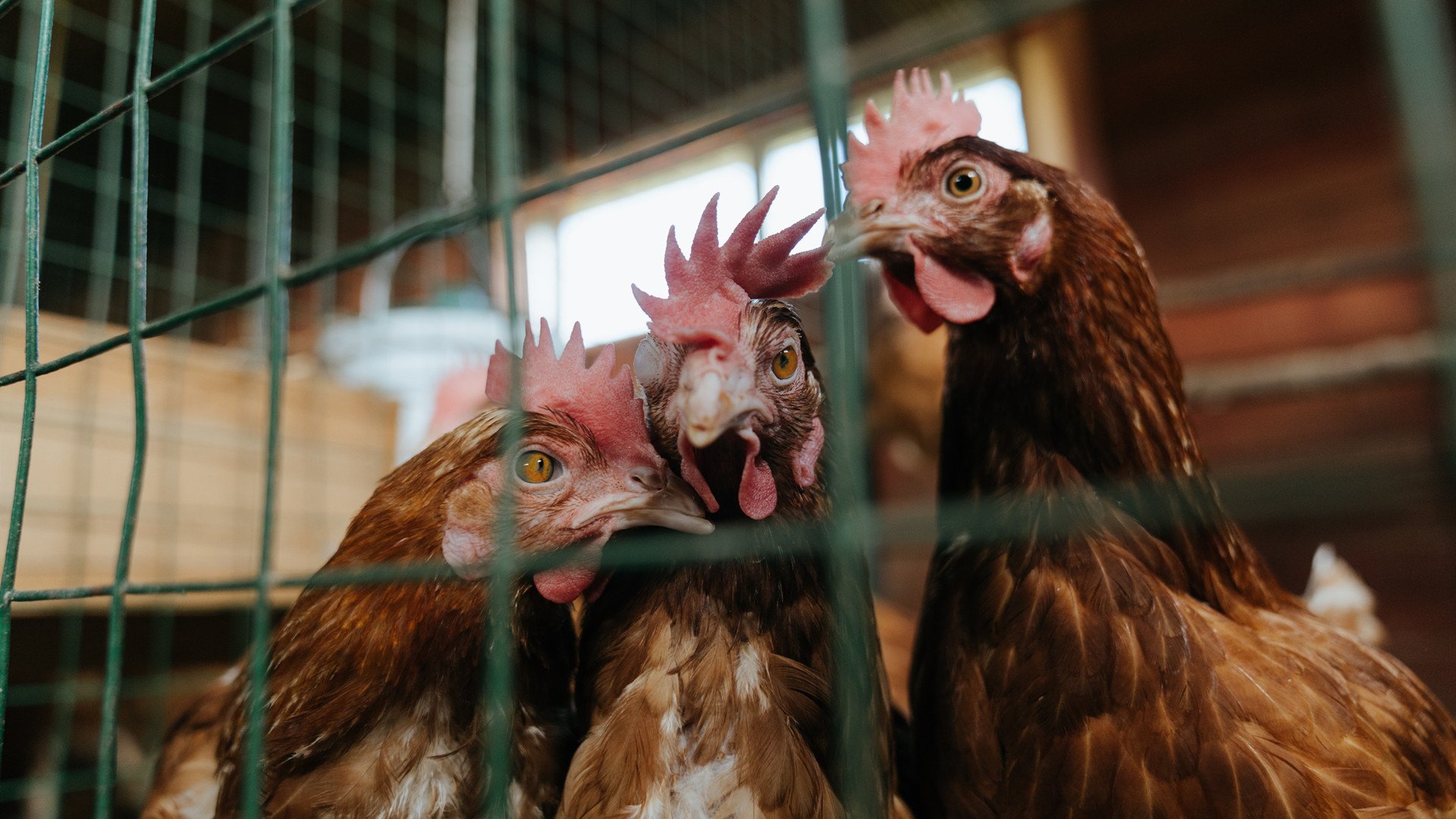 跨界之夜，当凯尔特绿遇上孟菲斯蓝，约基奇的全明星制胜一击