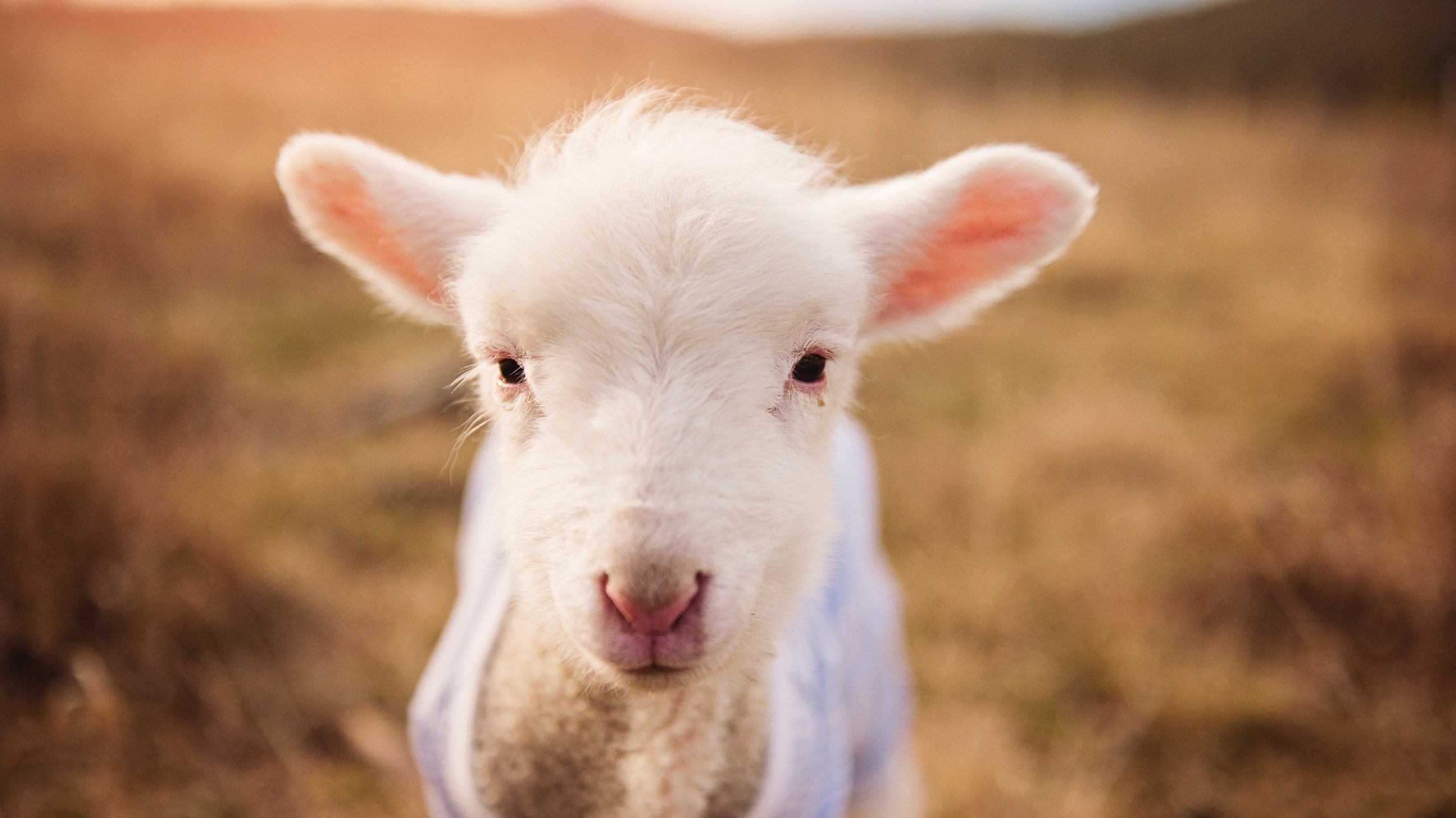 黄蜂战雄鹿？不，今晚的聚光灯只属于库里这堂进攻艺术大师课