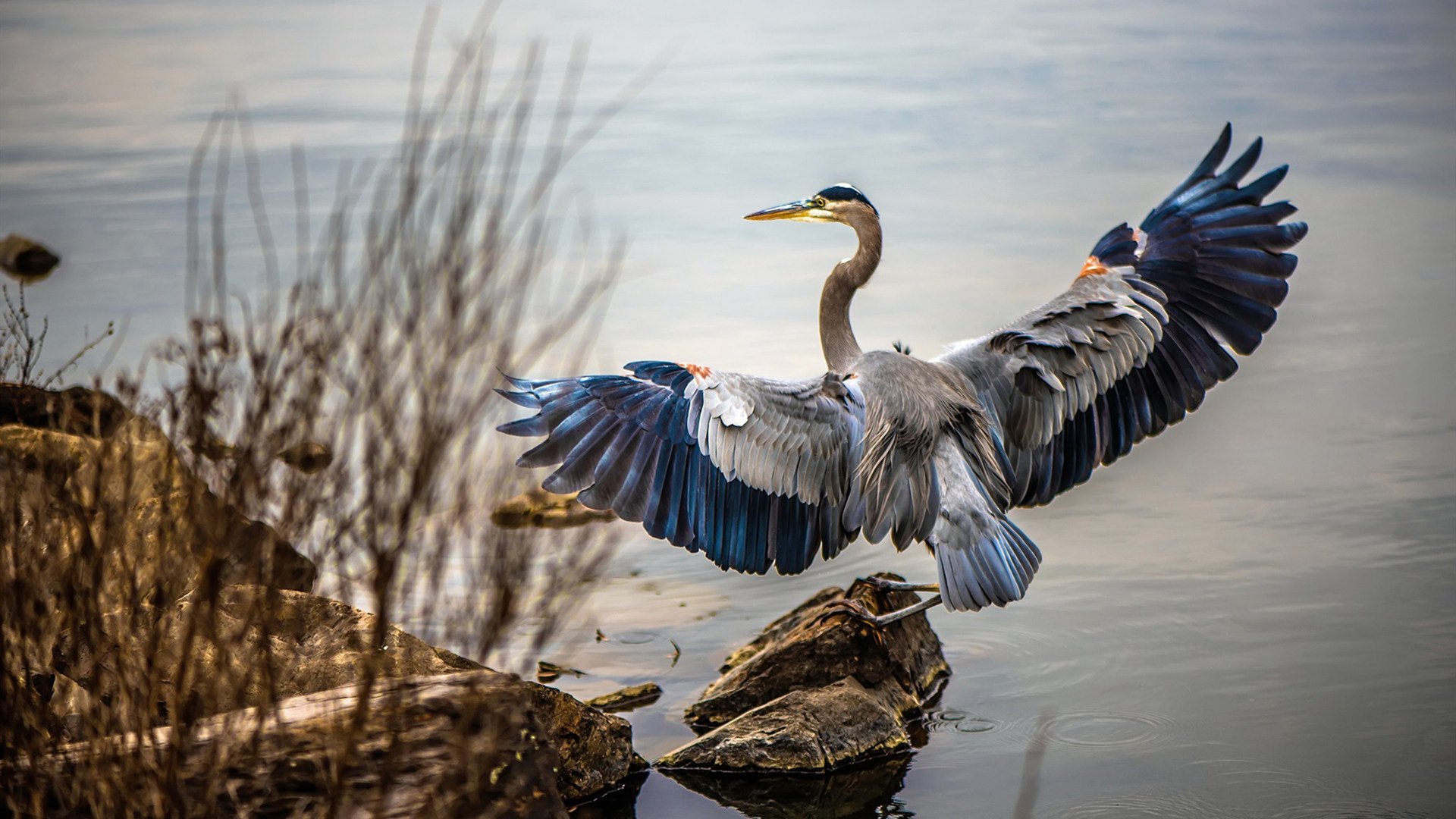 米切尔神兵天降!独行侠一波流击穿森林狼铁壁