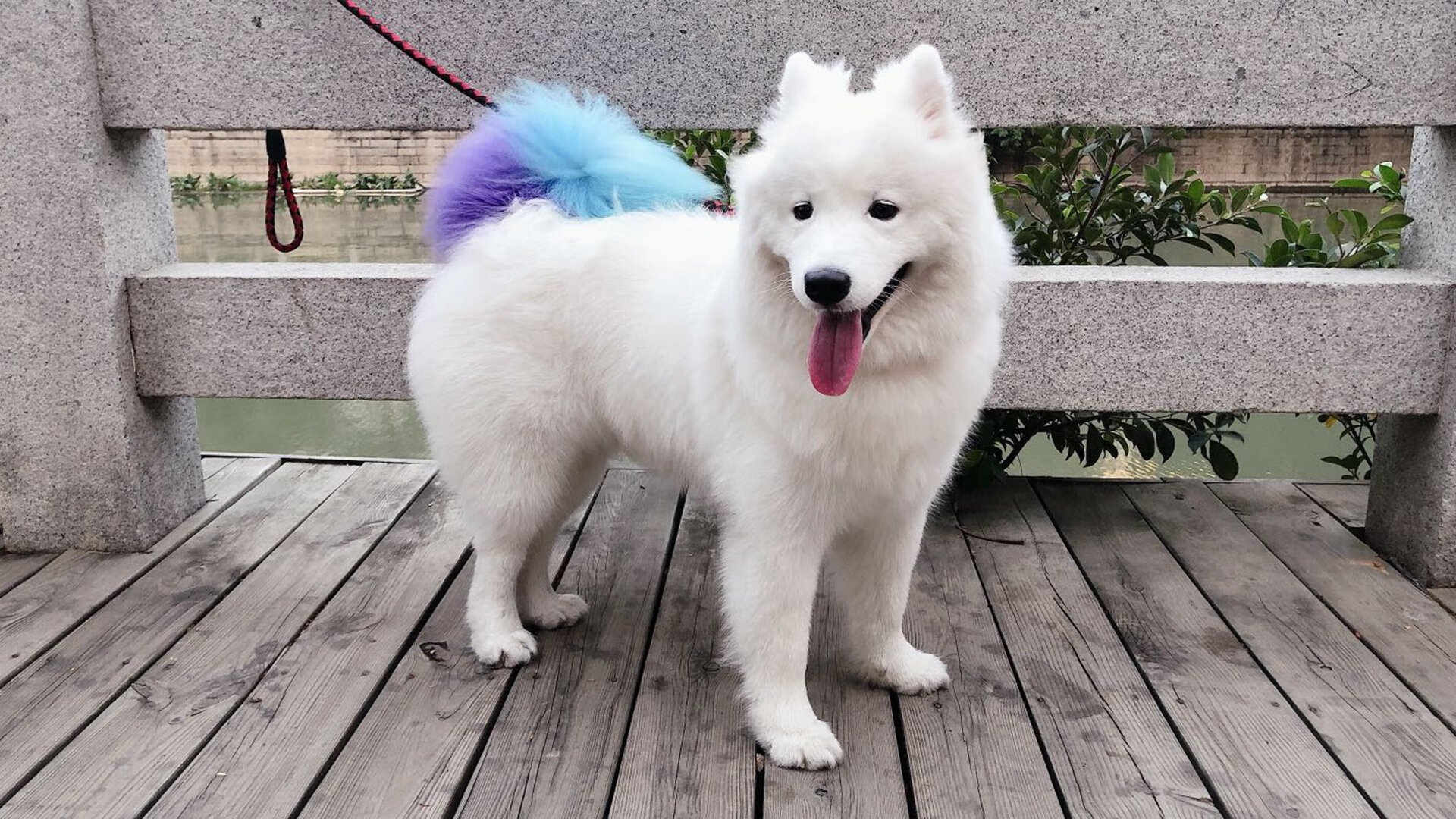 天使轮下的绿茵F1,迪马利亚用阿尔及利亚节奏在乌拉圭弯道超车