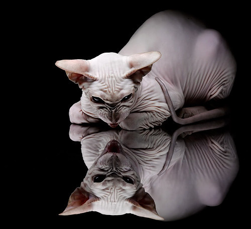 神盾之光，尼斯门神拉亚零封马赛全纪录