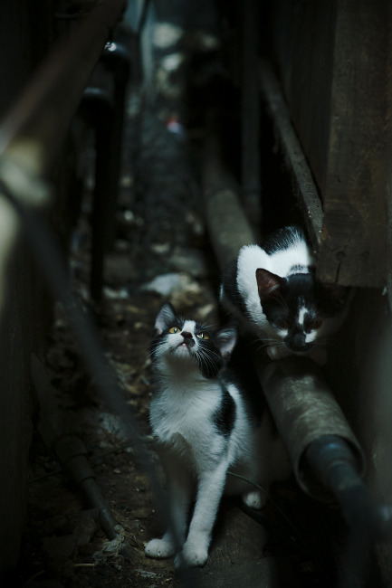 一场错位的欧冠，北京队的篮球铁幕，如何在地板流上全面压制猛龙