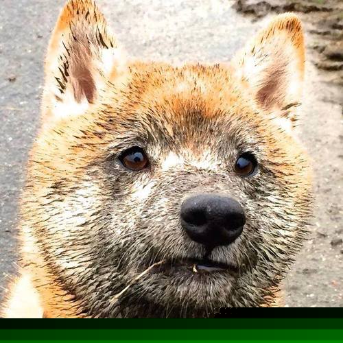 东决硝烟中的维京启示录,当瑞典式冷静击碎冰岛式热血