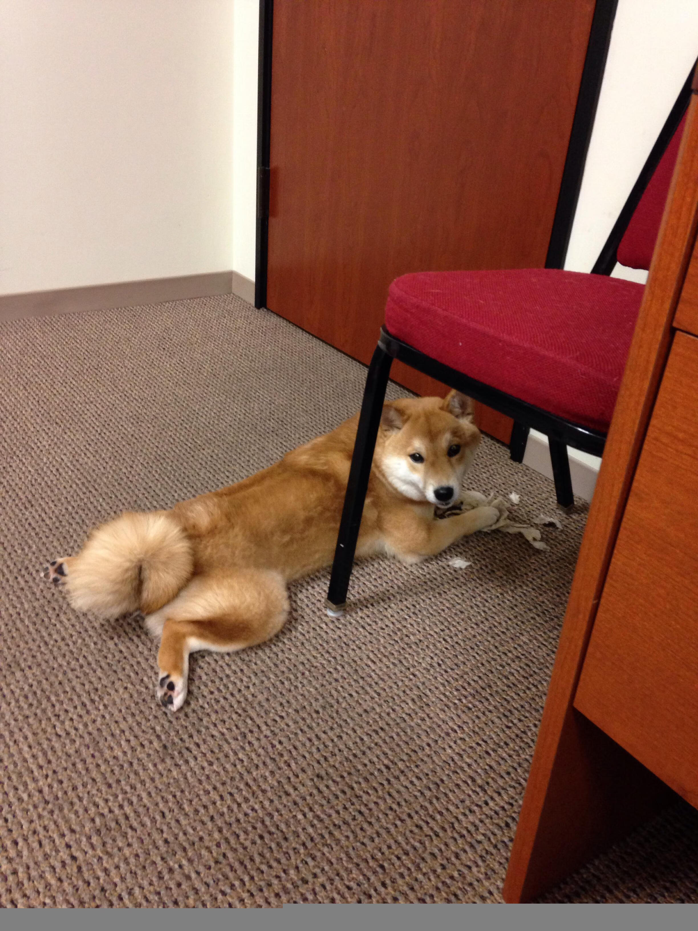 横跨地球的NBA总决赛焦点战，北京队如何收割森林狼？