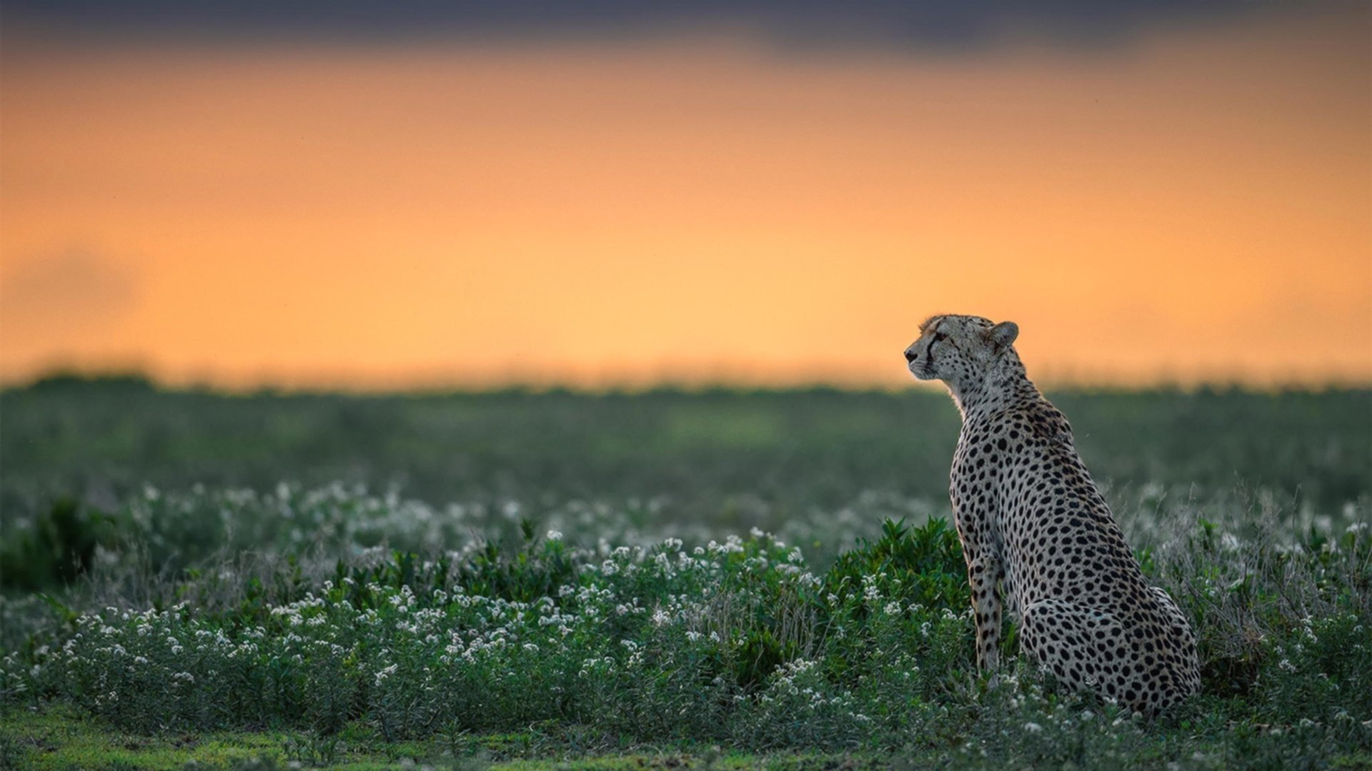 双重赛道,当上海男篮化身F1赛车,在总决赛抢七中胜出雄鹿
