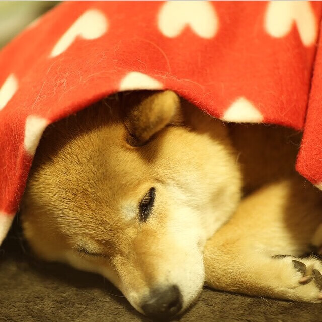 魔笛绝响,末节风暴,2026世界杯上葡萄牙唯一性逆转阿尔及利亚