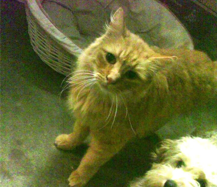 挪威写下历史性一页，萨卡导演寒冰斩皇马的足球启示录