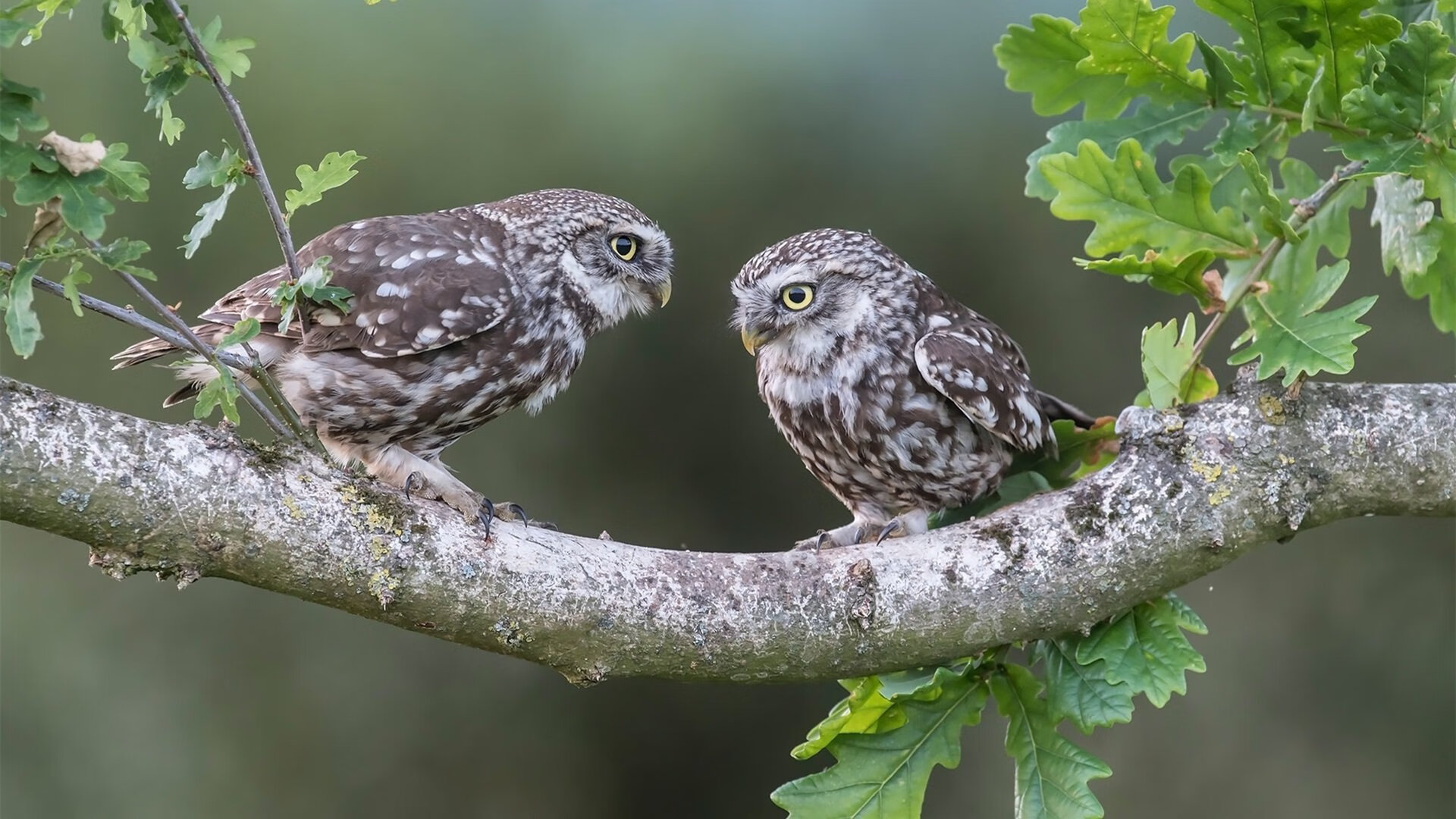 风暴眼,奥运前哨战,雷恩如何踏平法兰西