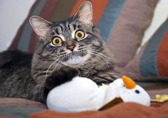 雨夜斯德哥尔摩的唯一射门,维尼修斯一剑封喉