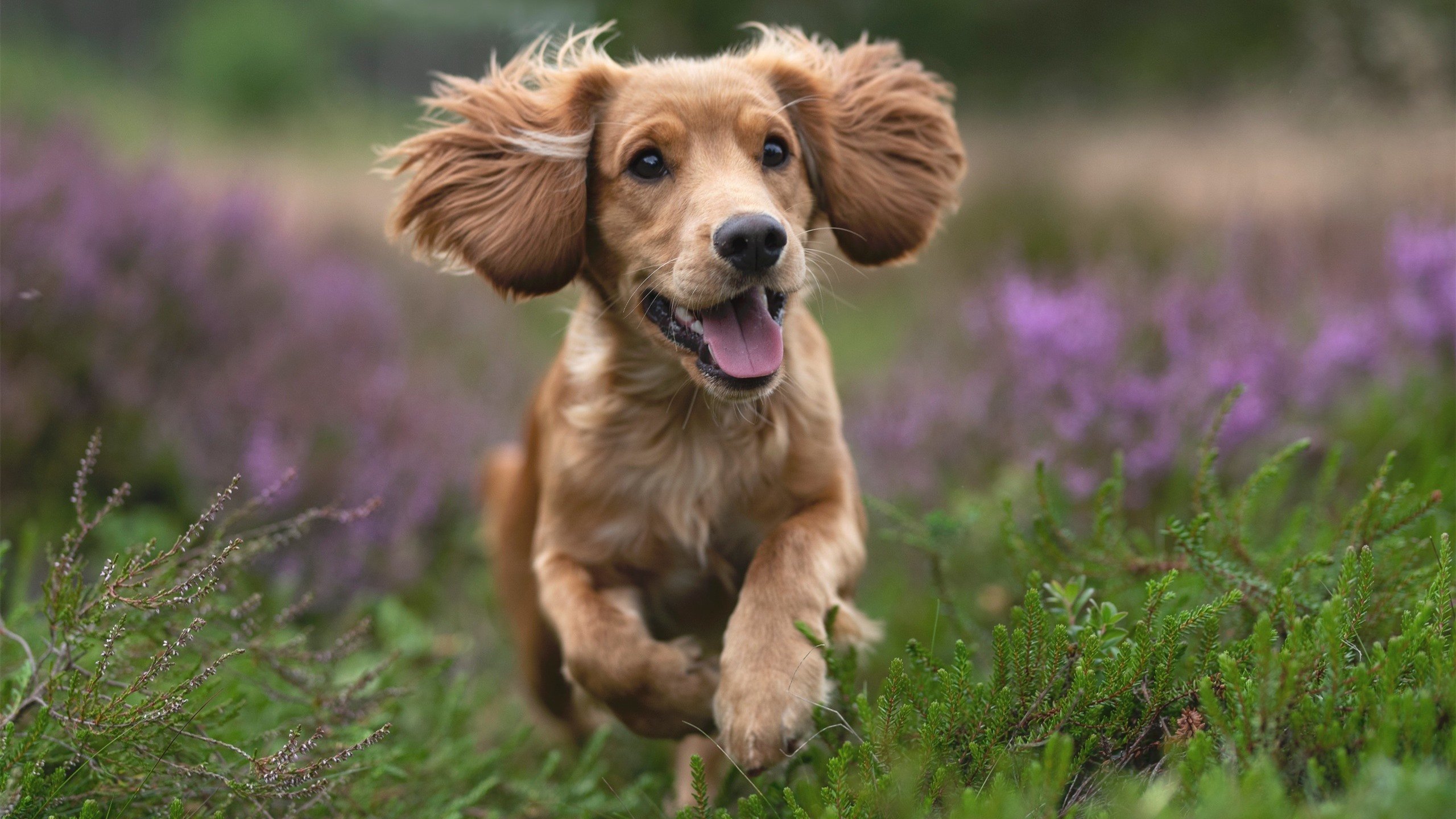从孤军突袭到战术枢纽，英格拉姆的蜕变之夜引领开拓者狂胜猛龙