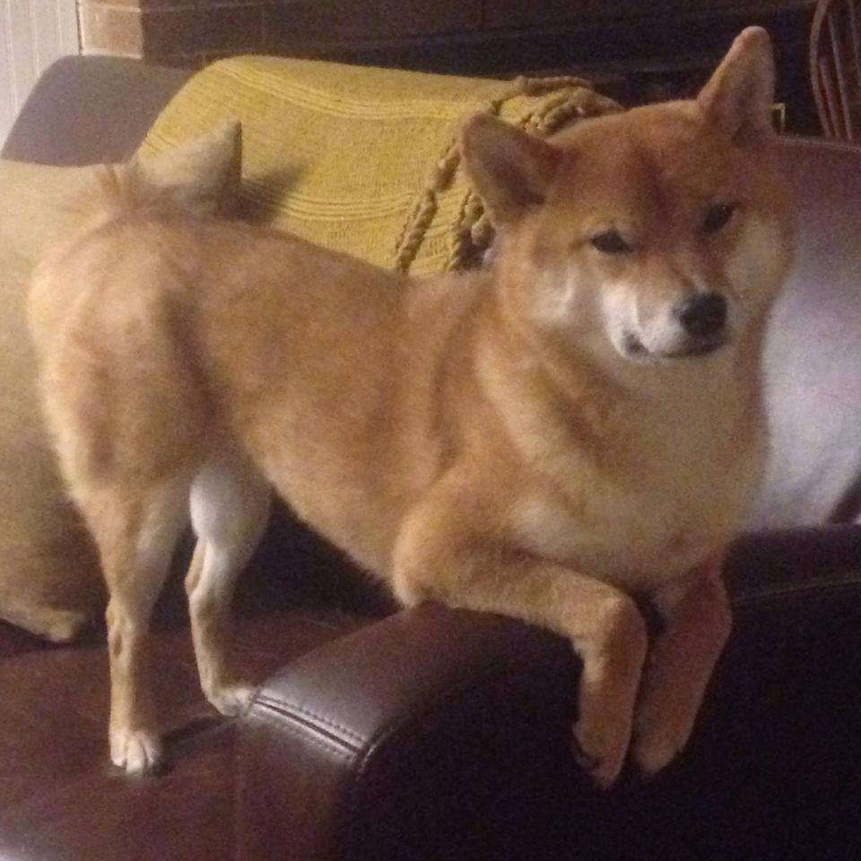 年度焦点之战，上海队加时险胜雄鹿，书写篮球新篇章