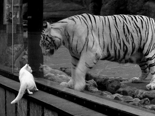 格列兹曼隔车对决，夜的换边奇迹，一人难敌一队的心
