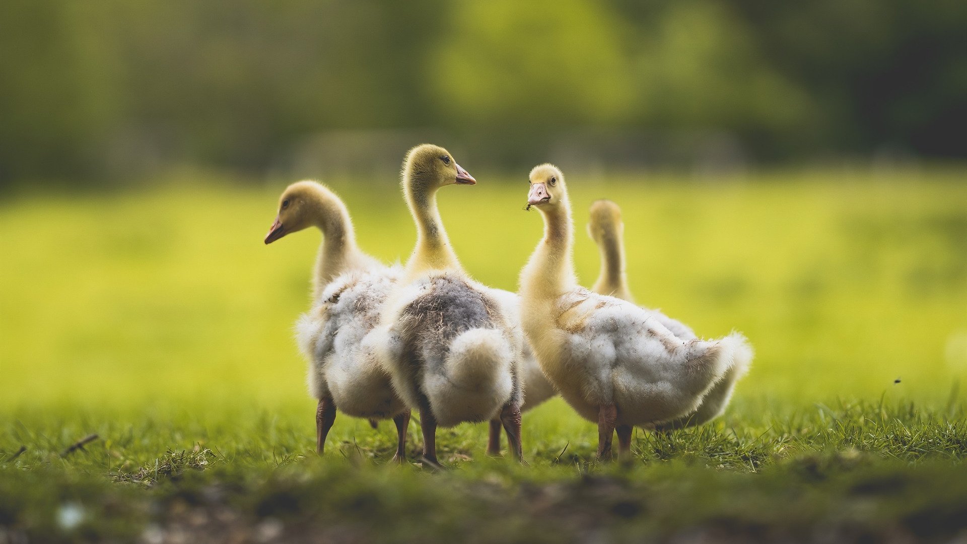 扼杀悬念与制造悬念，两种胜利背后的篮球本质