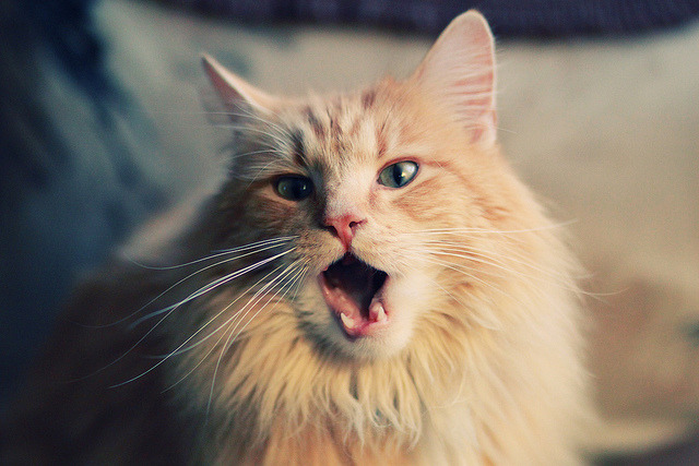 疯狂体育日，独行侠冰封绿军，克莱在西甲德比上演孤胆英雄