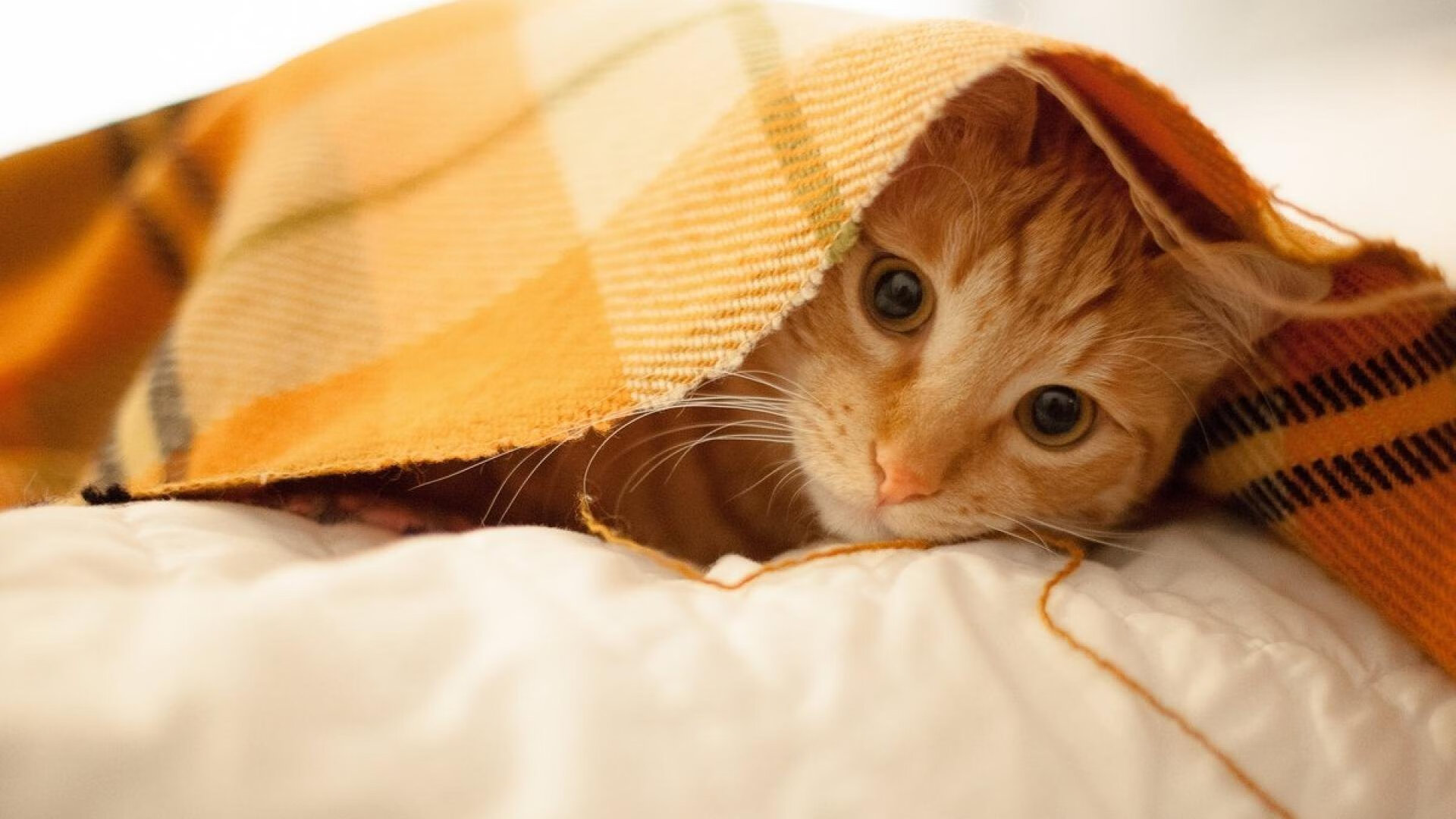 淬火鹰翼，收割绿军，马克西关键回合淬炼大心脏