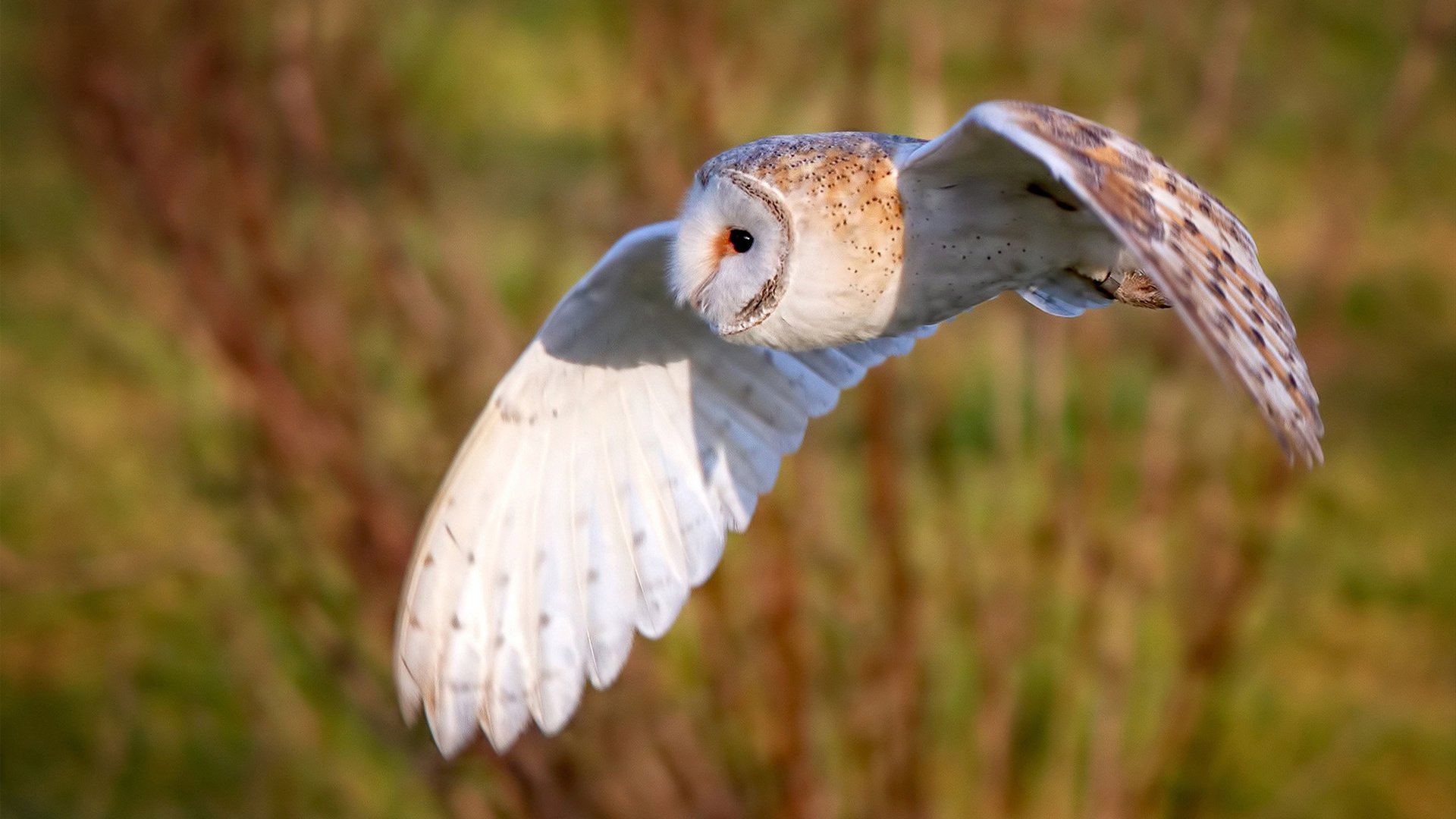 破壁之战，广东力克鹈鹕，改写世界俱乐部排名格局