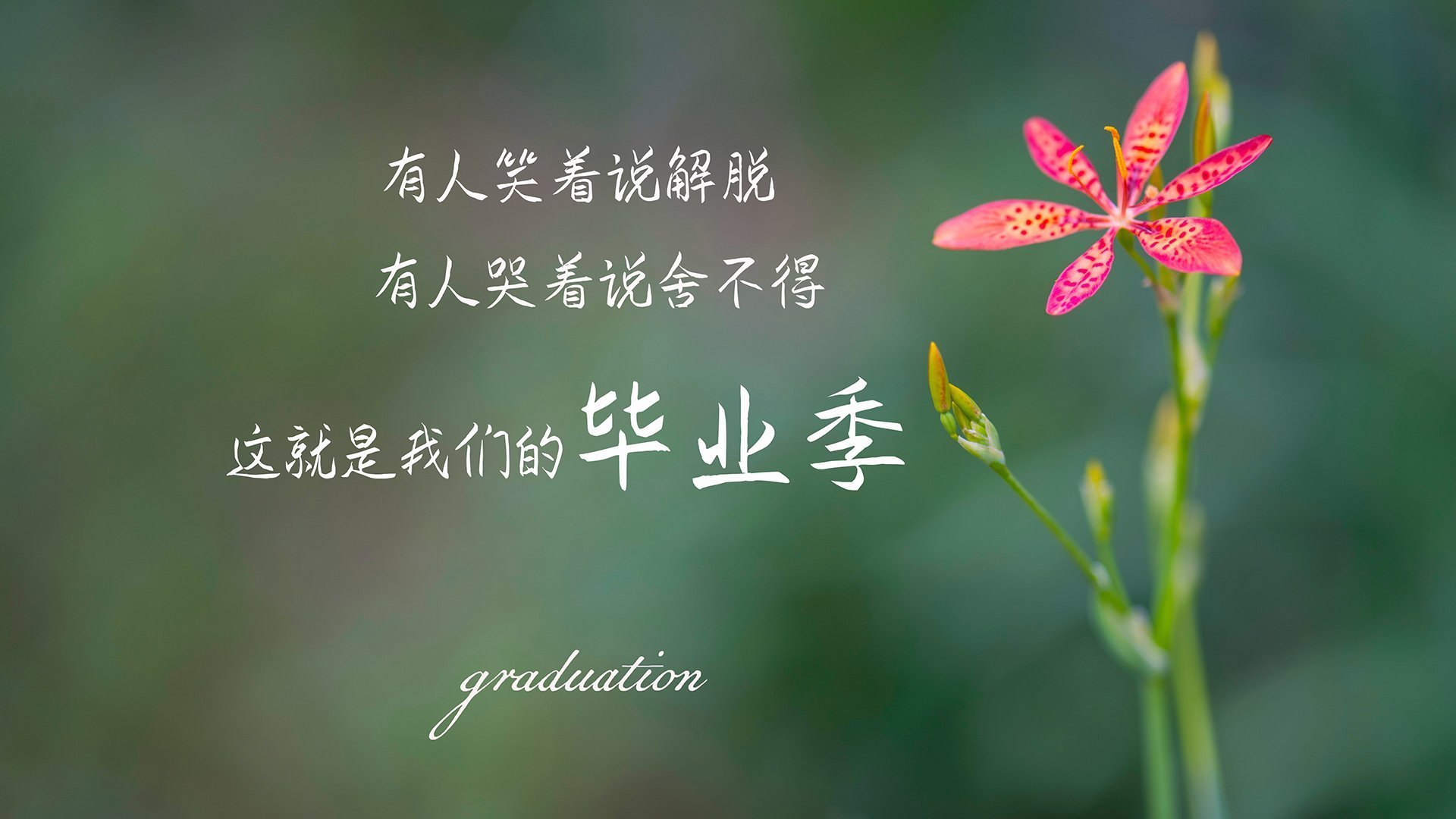 孤星破晓,2026世界杯豪门生死战,沙特全胜碾压厄瓜多尔,阿诺德封神一役重塑足坛秩序
