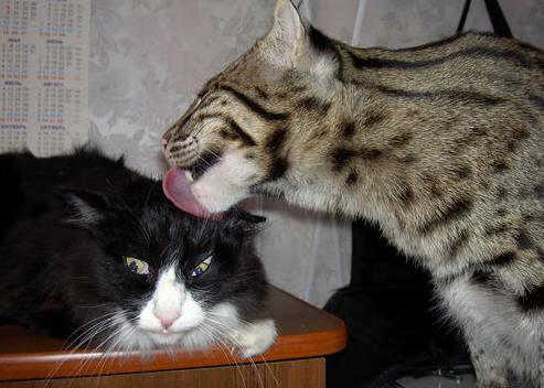 沙漠烽烟，2026世界杯A组关键战，福登引领英格兰风暴，澳大利亚绝地反噬智利